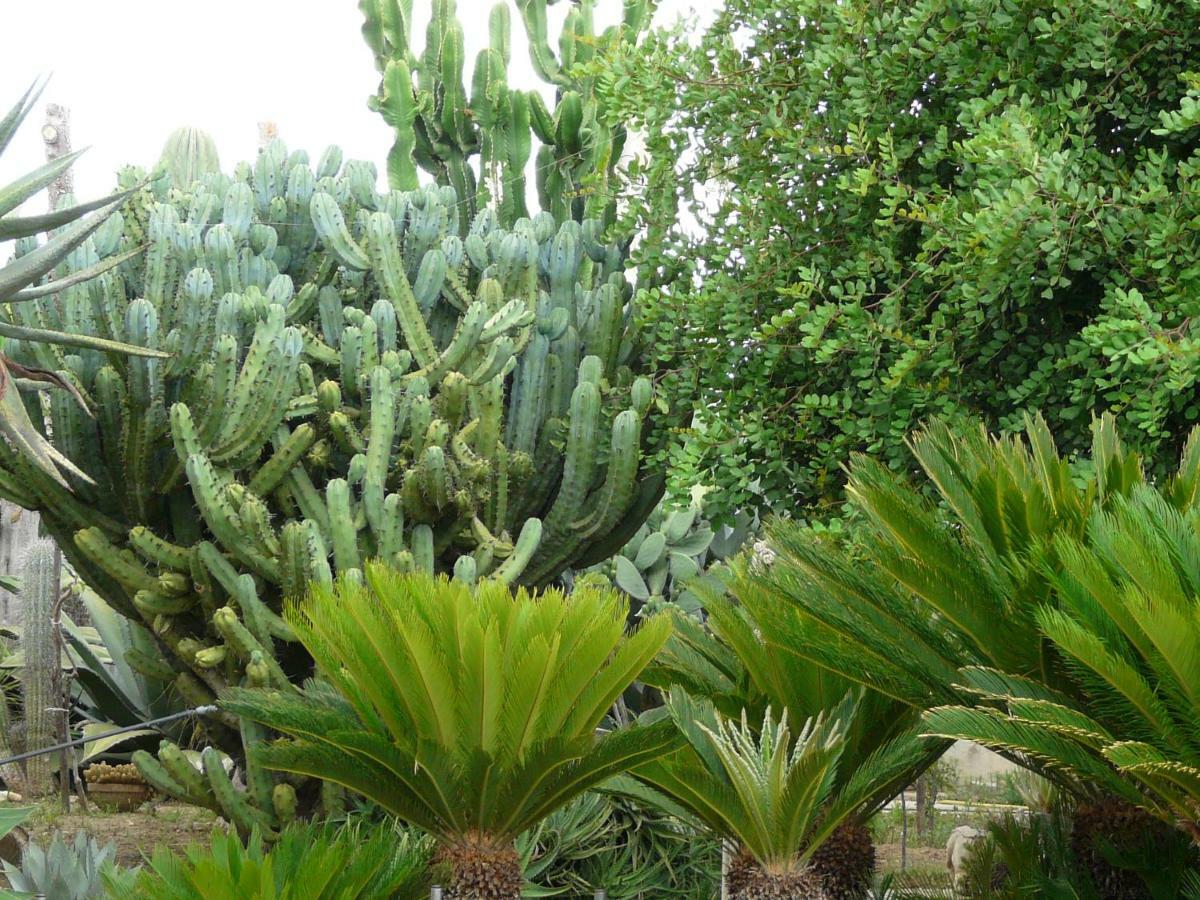 Villa Yucca Avola Exterior photo